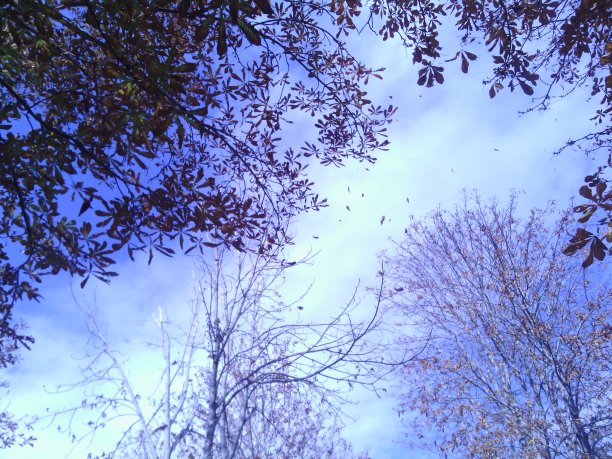 春天的树叶漂浮在空中图片下载