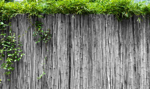 绿色植物生长在竹篱笆上图片下载