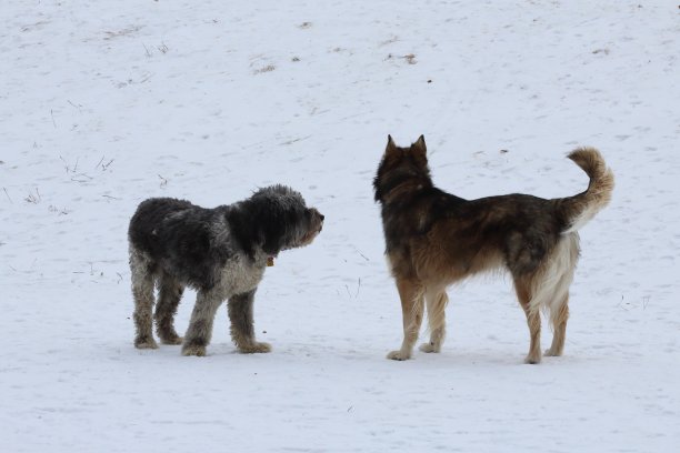 两只狗在雪中玩耍图片下载