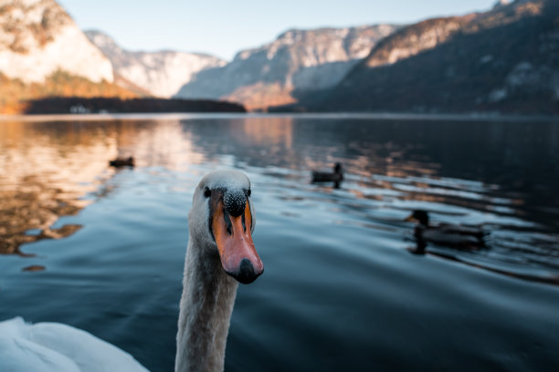 美丽的哈尔斯塔特湖上的天鹅，特写奥地利哈尔斯塔特湖上的天鹅，令人惊叹的野生动物图片图片下载