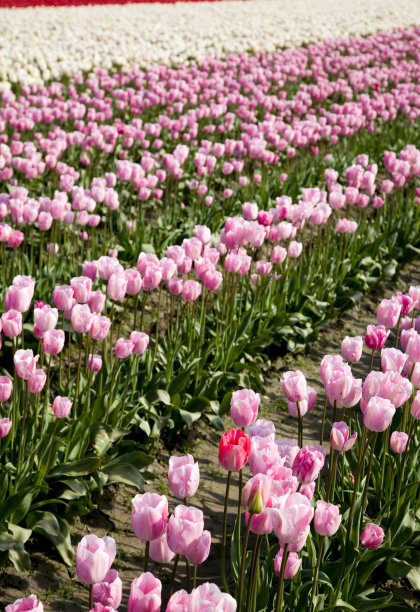 粉色郁金香图片下载