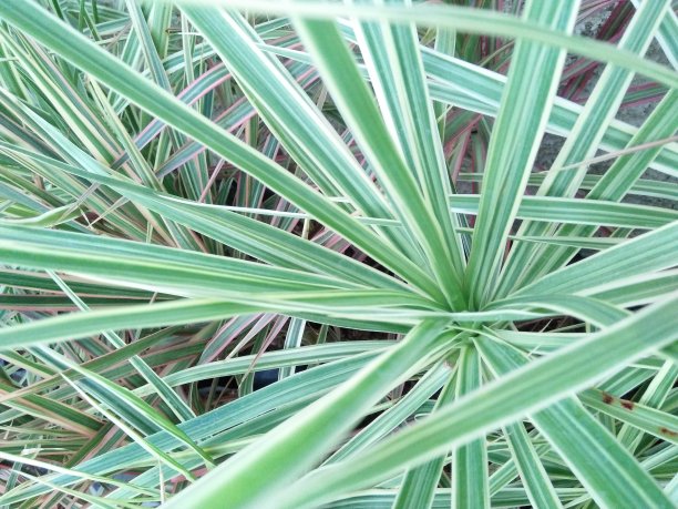 布鲁斯特图片下载