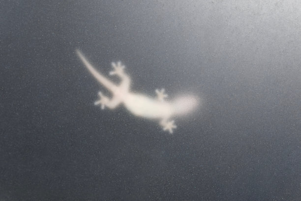 一个小小的泰国壁虎透过磨砂玻璃的剪影图片下载