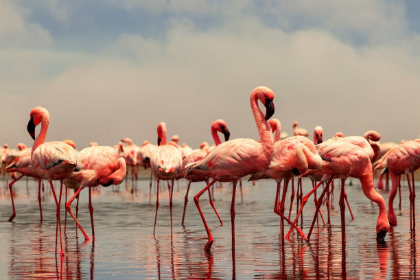 非洲野生鸟类。一群非洲红火烈鸟和它们在清澈的水中的倒影。沃尔维斯湾，纳米比亚，非洲图片下载