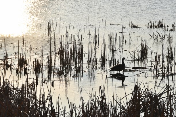 鹅和反思图片下载