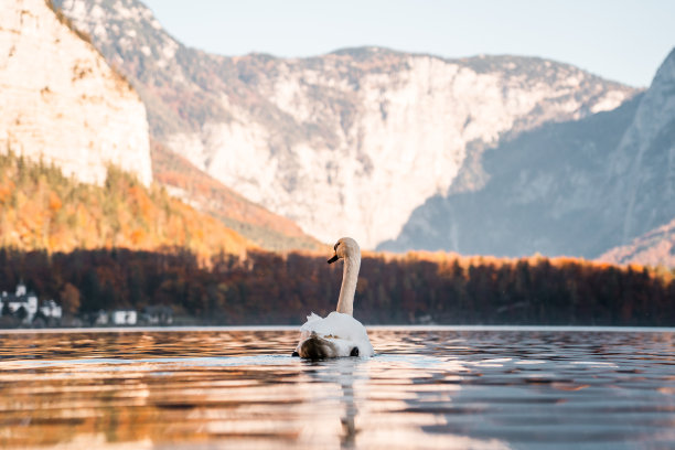 美丽的哈尔斯塔特湖上的天鹅，特写奥地利哈尔斯塔特湖上的天鹅，令人惊叹的野生动物图片图片下载