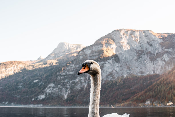 美丽的哈尔斯塔特湖上的天鹅，特写奥地利哈尔斯塔特湖上的天鹅，令人惊叹的野生动物图片图片下载