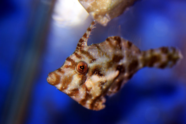 刚毛尾马鲀图片下载