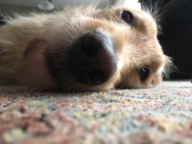 令人心寒的狗图片下载