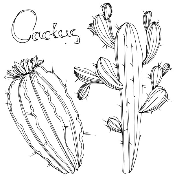 向量仙人掌。花卉植物的花。黑白篆刻水墨艺术。孤立的仙人掌插图元素。图片下载