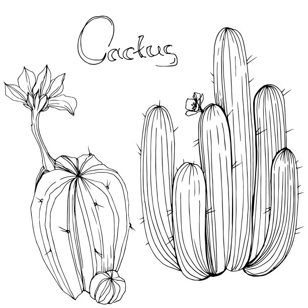 向量仙人掌。花卉植物的花。黑白篆刻水墨艺术。孤立的仙人掌插图元素。图片下载