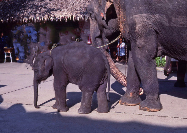 泰国大象图片下载