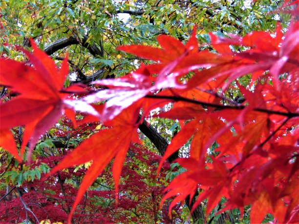 11月。秋天终于来到了东京地区，展现了它所有的辉煌。图片下载