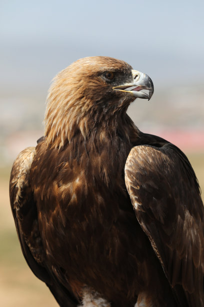 蒙古鹰图片下载