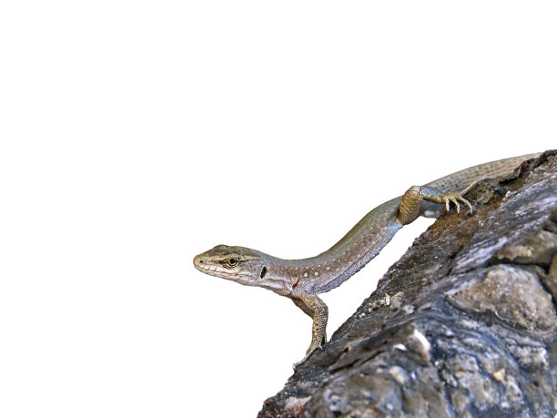 小蜥蜴从岩石上孤立下来图片下载