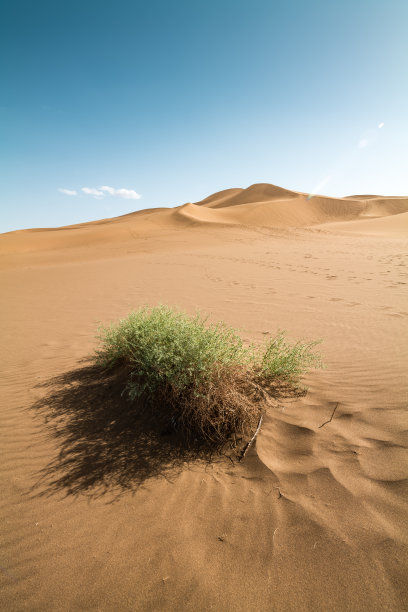 植物在沙漠图片下载