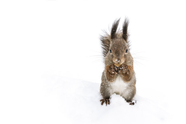 滑稽的红松鼠站在白色的雪地上图片下载