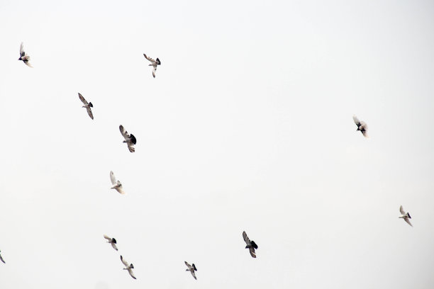 白色的鸽子在高高的天空中飞翔。照片似乎是黑白的，就像剪影摄影。这是户外摄影。图片下载