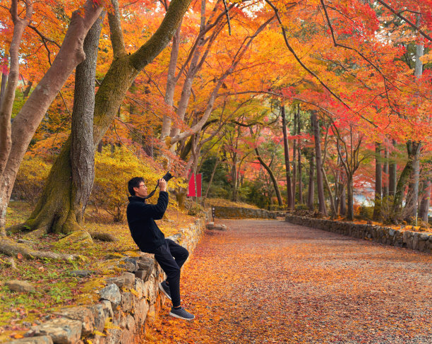 一名亚洲游客，一名摄影师，用相机在秋天的季节里拍摄红枫树叶或五彩树梢上的落叶，是旅游度假的概念。日本京都。图片下载