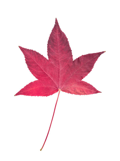 白色背景上的秋叶图片下载