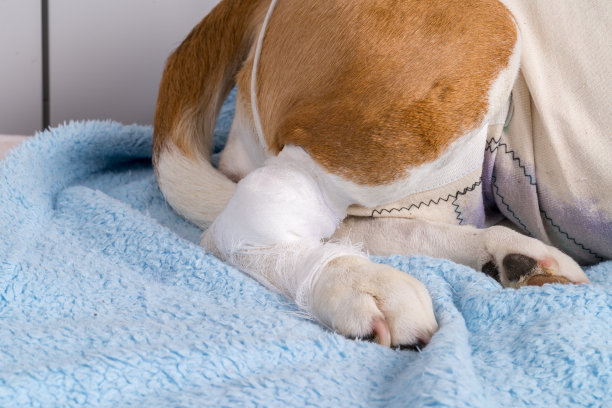 受伤的狗爪子上缠着白色绷带图片下载