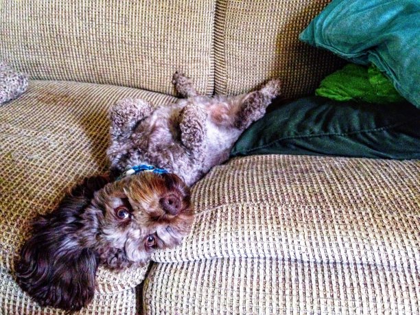 一只脏兮兮的棕色狗躺在沙发上图片下载