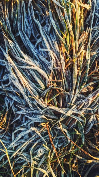 冰冻的绿色图片下载