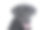 一个可爱的拉布拉多寻回犬的肖像看起来满意-孤立在白色的背景图片下载