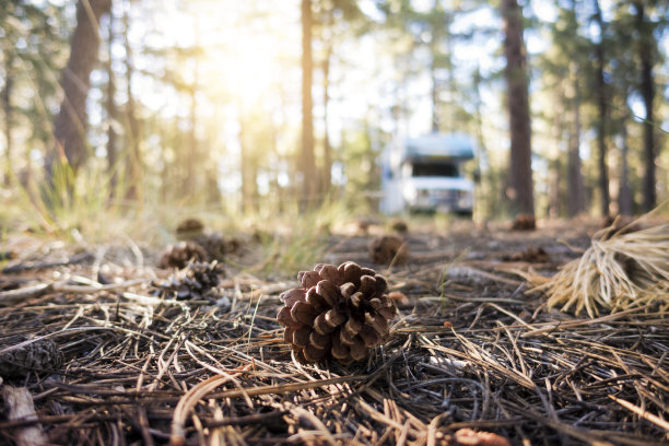 汽车家公园在荒野地区与松果在前景在日出素材图片