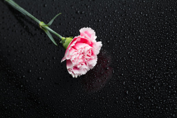 粉红色康乃馨花在黑色背景和水滴图片下载
