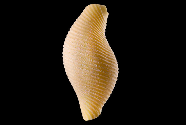 贝壳面壳的微距照片孤立的黑色背景图片下载