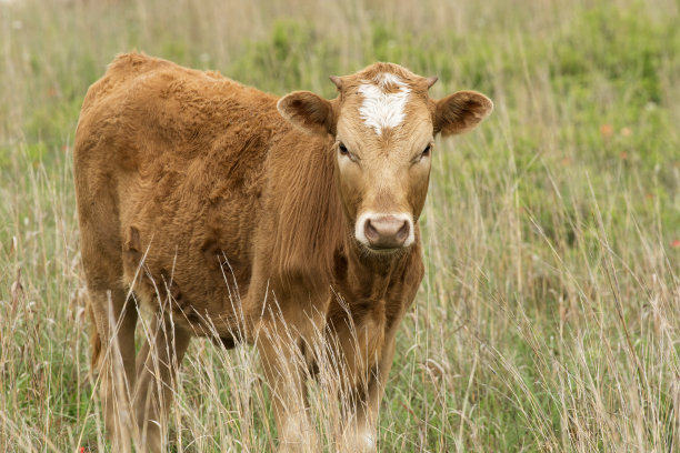 长角牛小腿图片下载