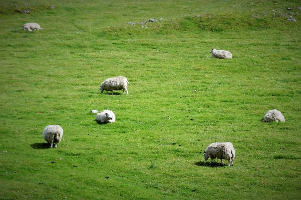 羊群在苏格兰中部高地的一大片草地上，斯佩赛德。图片下载