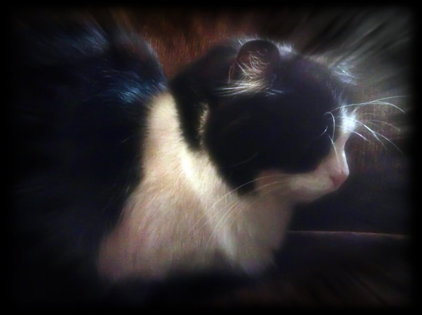 黑白猫图片下载