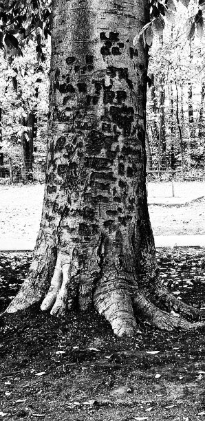 树干在黑色和白色图片下载