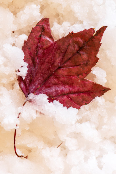 黄红的叶子在肮脏的雪中。深秋和初冬。假期他们图片下载