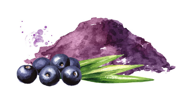巴西莓粉配新鲜巴西莓。水彩手绘插图孤立的白色背景图片下载