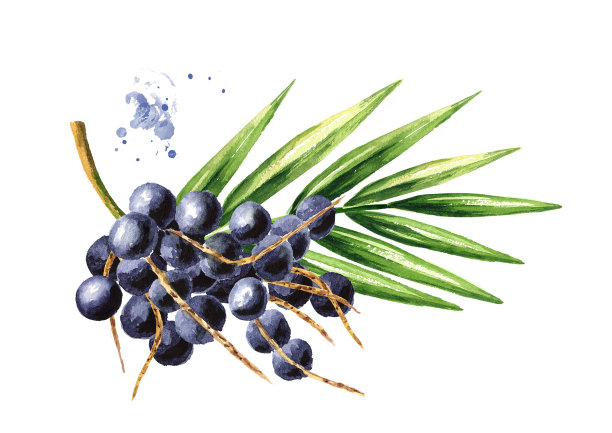 新鲜的巴西莓与绿色的树叶在树枝上。水彩手绘插图，孤立的白色背景图片下载