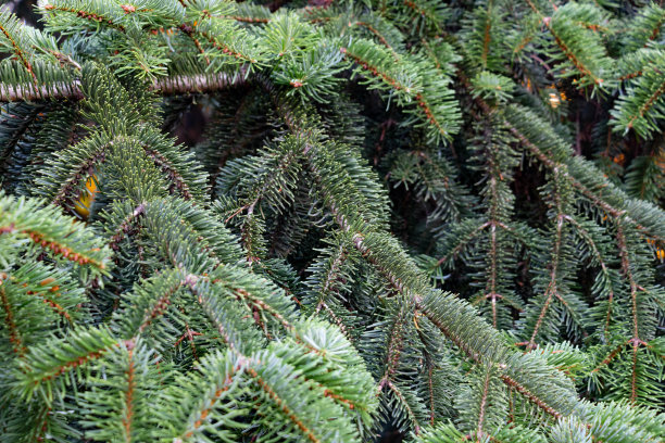 新鲜的绿冷杉枝图片下载