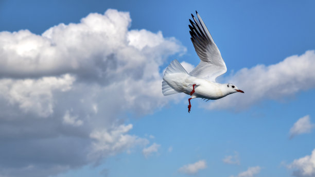 海鸥图片下载