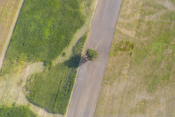 鸟瞰一棵孤独的树在犁地的中间图片下载