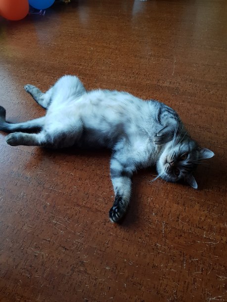 甜蜜的猫放松图片下载