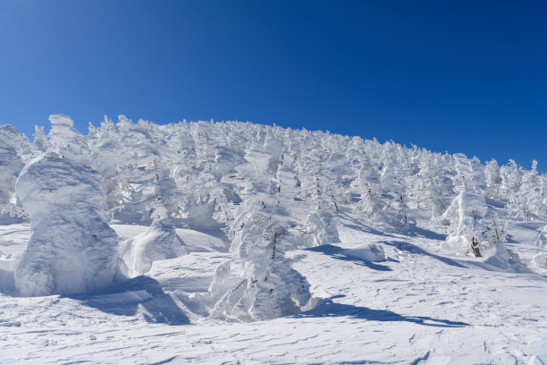 枣山的树木被白雪覆盖图片下载