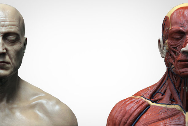 人体解剖学一个男人-肌肉结构一个男人，正面视图侧面视图和透视，3d渲染图片下载
