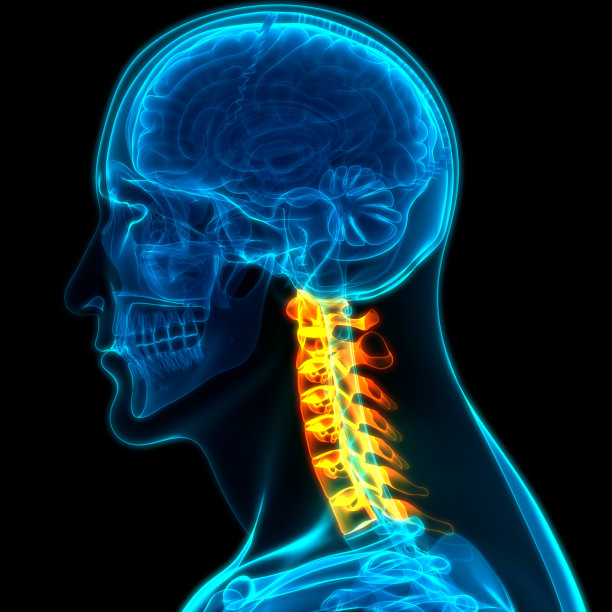 人体骨骼系统解剖学中的脊柱、颈椎图片下载
