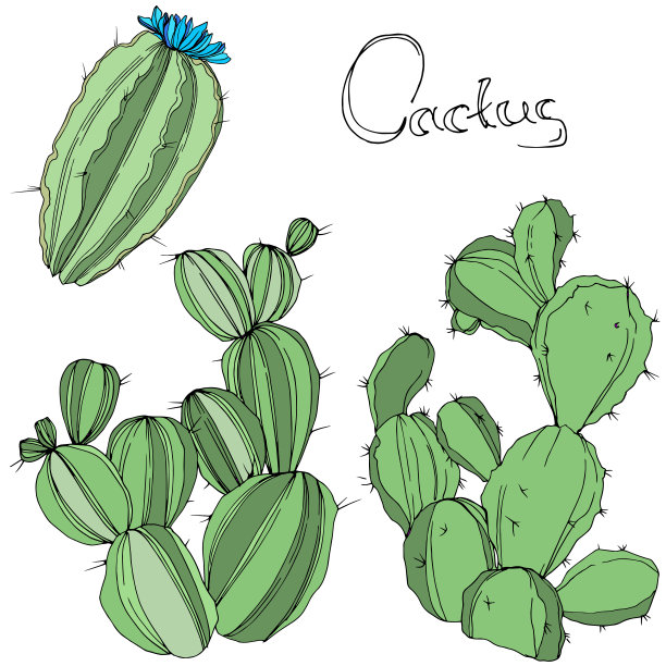 向量绿色的仙人掌。花卉植物的花。绿色刻墨艺术。孤立的仙人掌插图元素。图片下载