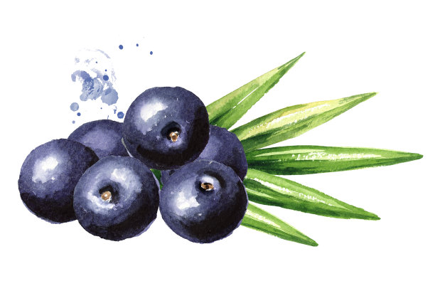 新鲜的巴西莓和绿色的叶子。水彩手绘插图孤立的白色背景图片下载