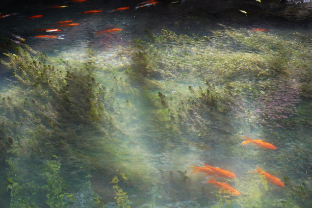 束河古镇的金鱼。图片下载