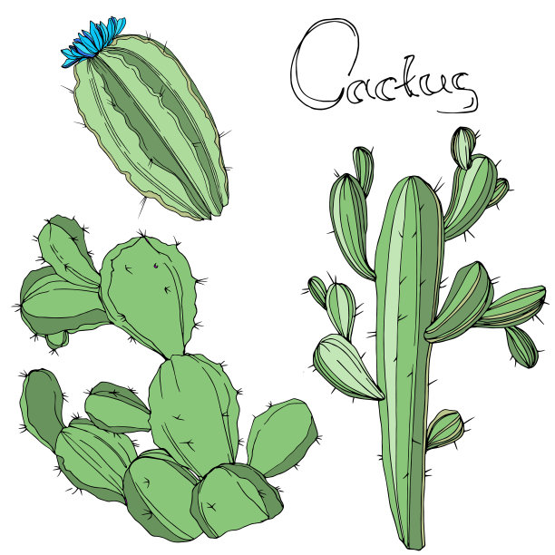 向量绿色的仙人掌。花卉植物的花。绿色刻墨艺术。孤立的仙人掌插图元素。图片下载