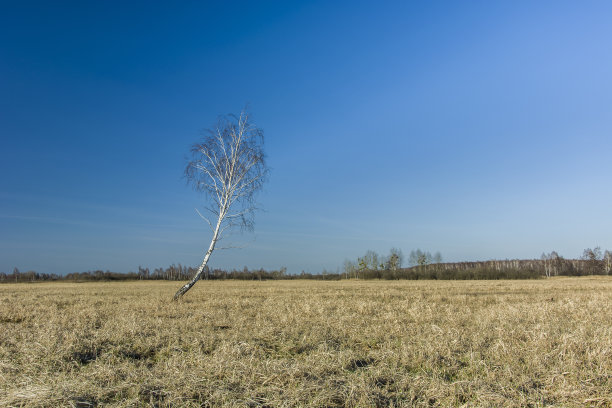 草地上桦树的曲线图片下载